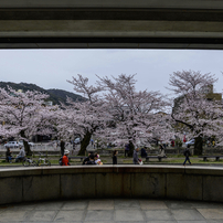 桜 in 岡崎