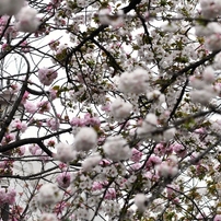 大阪造幣局の桜-2016