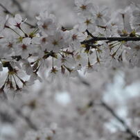 尼崎市塚口「つかしん」の桜並木2016