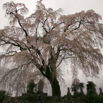甲州の巨木桜