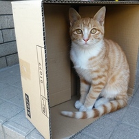 猫の気持ちは、いまだ分からず。