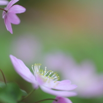 こなつ的写真論