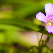 すみれの写真 画像 写真集 写真共有サイト Photohito