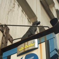 Ginza Zoo