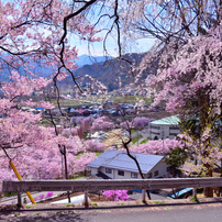 高遠春景色