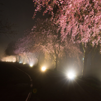 2016福井の夜桜シリーズ