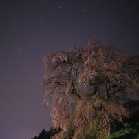 Sakura Memories in 2016