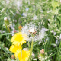 Dandelion Fluff