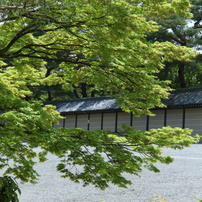 京都御苑５