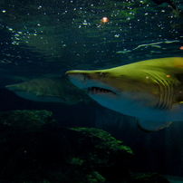 サメの写真 画像 写真集 写真共有サイト Photohito