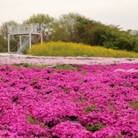 花夢の里