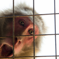 「野生動物」