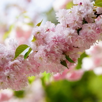四季の花　桜