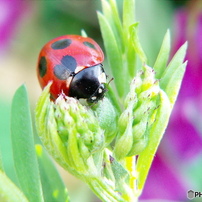 KONICA MINOLTA(コニカミノルタ)のデジタルカメラDiMAGE X21 で撮影