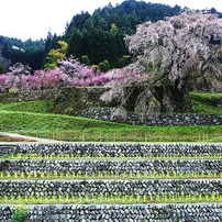 奈良の桜2010