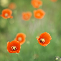 SAMYANG(サムヤン)のレンズ 16mm F2.0 ED AS UMC CS [ニコン用] で撮影