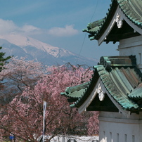 弘前城の桜