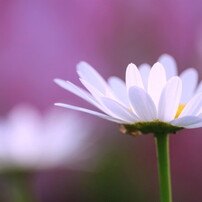 marguerite