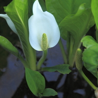 綺麗な水芭蕉１