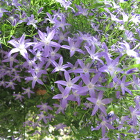 春の花