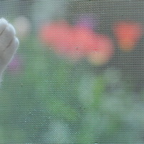 ネコ、花を見る