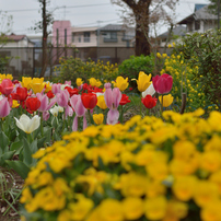 志水さんちの草木園_1