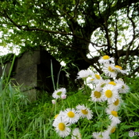 新緑の外濠公園7