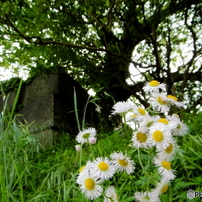 新緑の外濠公園（2016年）