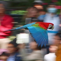 花鳥園の鳥たち