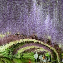 福岡県北九州市八幡東区にある河内藤園