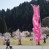 竹田の里 しだれ桜まつり