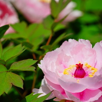 四季の花　夏