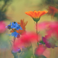 2016 春の花｜フラワーセンター大船植物園