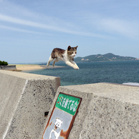 飛ばねぇ猫はただの猫さ