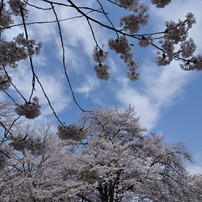 桜と空