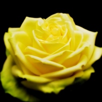 The Rose ～プリンセスケイト～