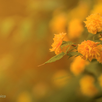 flower♡