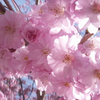 KONICA MINOLTA(コニカミノルタ)のデジタルカメラDiMAGE X1 で撮影した