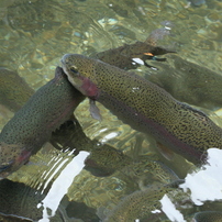 醒ケ井養鱒場の生き物達