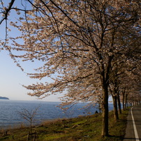 海津大崎　桜キャンプ