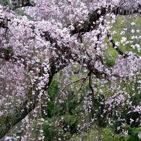 桜の木の下には