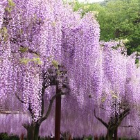 藤花