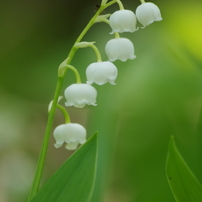 野草園の春-2016-2