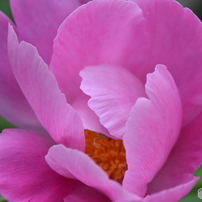 花と木と#2