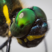 ミ*ー様 MP-E 65mm F2.8 1-5x マクロフォト Amazon.com : Canon 65mm MP-E F2.8 1-5x MF Lens : Camera Lenses