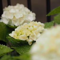 紫陽花
