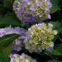 ＜作例あり＞Ai-s NIKKOR 135mm F2.8 レンズ沼】Nikon AI Nikkor 135mm F2.8 (1977年)レビュー: とある写真