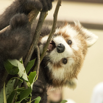 「動物園・カフェ」