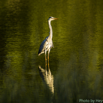 作例付き　TAMRON SP AF 300mm F/2.8 管mpr TAMRON SP 300mm F/2.8 LD [IF] 360B 価格比較 - 価格.com