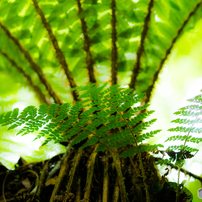 Carl Zeiss Makro-Planar 60mm F2.8 C 作例あり CONTAX ST & Carl Zeiss Makro-Planar T*60mm F2.8 AE(J) / Photo Vlog